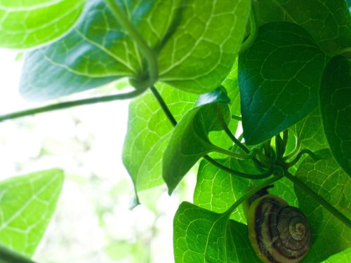 葉っぱの裏側を歩くカタツムリ