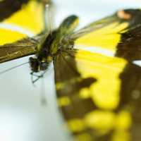 黄色い蝶の標本（クローズアップ）の写真