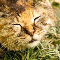 日向ぼっこする気持ちよさげな茶トラ猫の写真