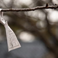 枝に結ばれた白いおみくじの紙片と文字の写真