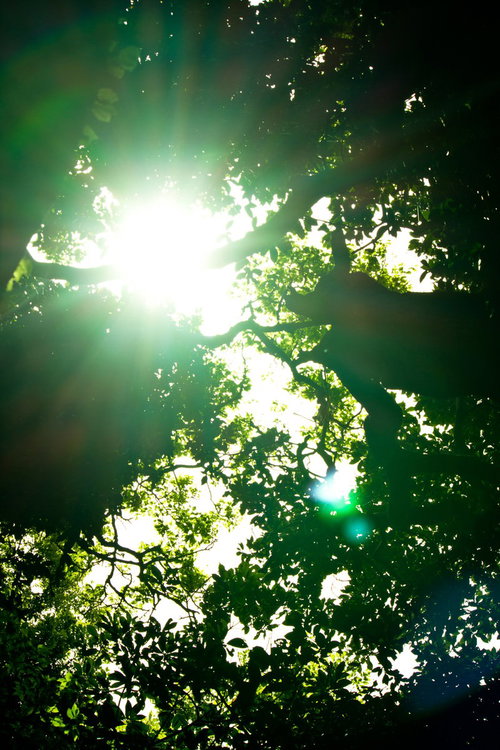 木漏れ日が差し込む猿島の森
