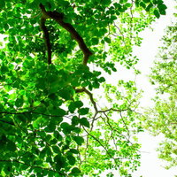 下から見上げる緑林と木漏れ日の写真