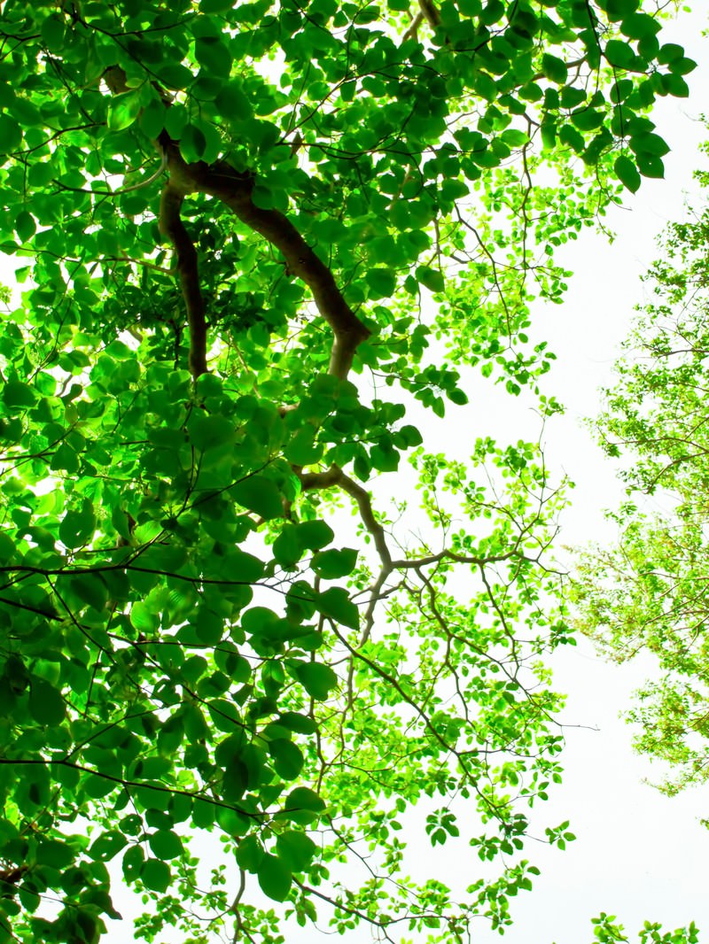 下から見上げた木の枝と緑の葉
