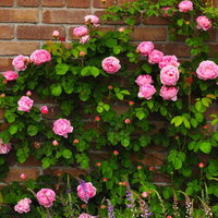 レンガ壁に咲くクライミングローズの写真