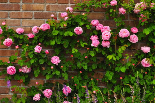レンガ壁に咲くクライミングローズ