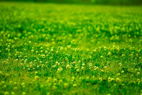 クローバーの絨毯に咲く黄色い花