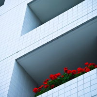マンションのバルコニーに咲く赤い鉢植えの花の写真