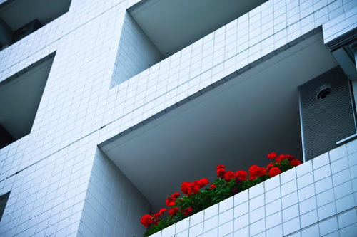 マンションのバルコニーに咲く赤い鉢植えの花