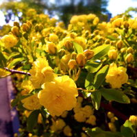 黄色いモッコウバラの花々の写真