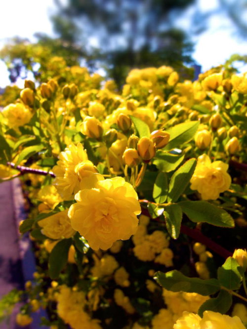 黄色いモッコウバラの花々