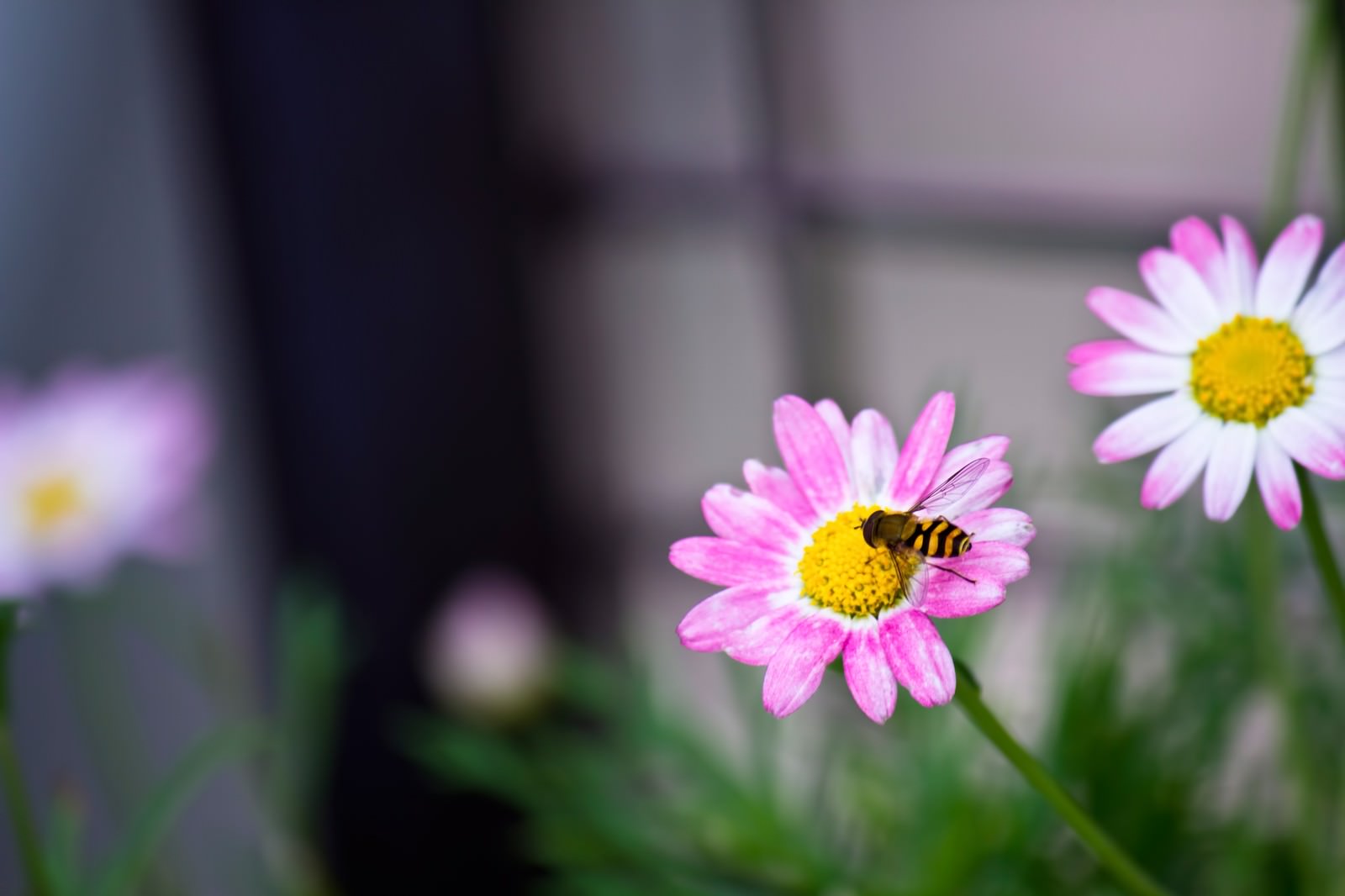 ピンクの花に止まって蜜を吸う縞模様の虻