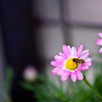 ピンクの花の蜜を吸う縞模様の虻の写真