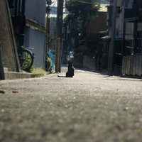 主人の帰りを待つ黒猫の写真