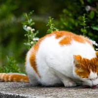 石の上で餌を食べる茶トラ猫の写真