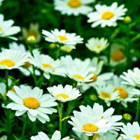 白い花びらのノースポールの花の写真