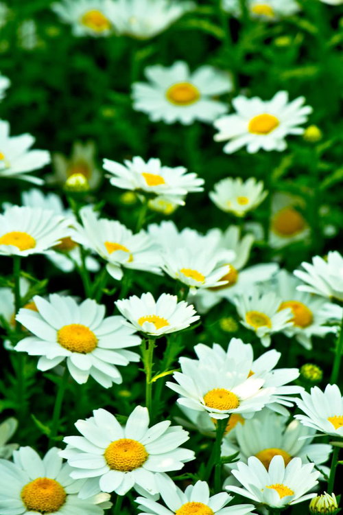 白い花びらのノースポールの花