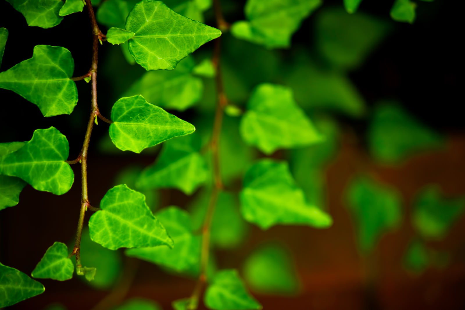 暗がりの中で葉脈が見える緑のツタの葉