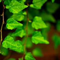 戸外に生えるツタの葉と茎の写真