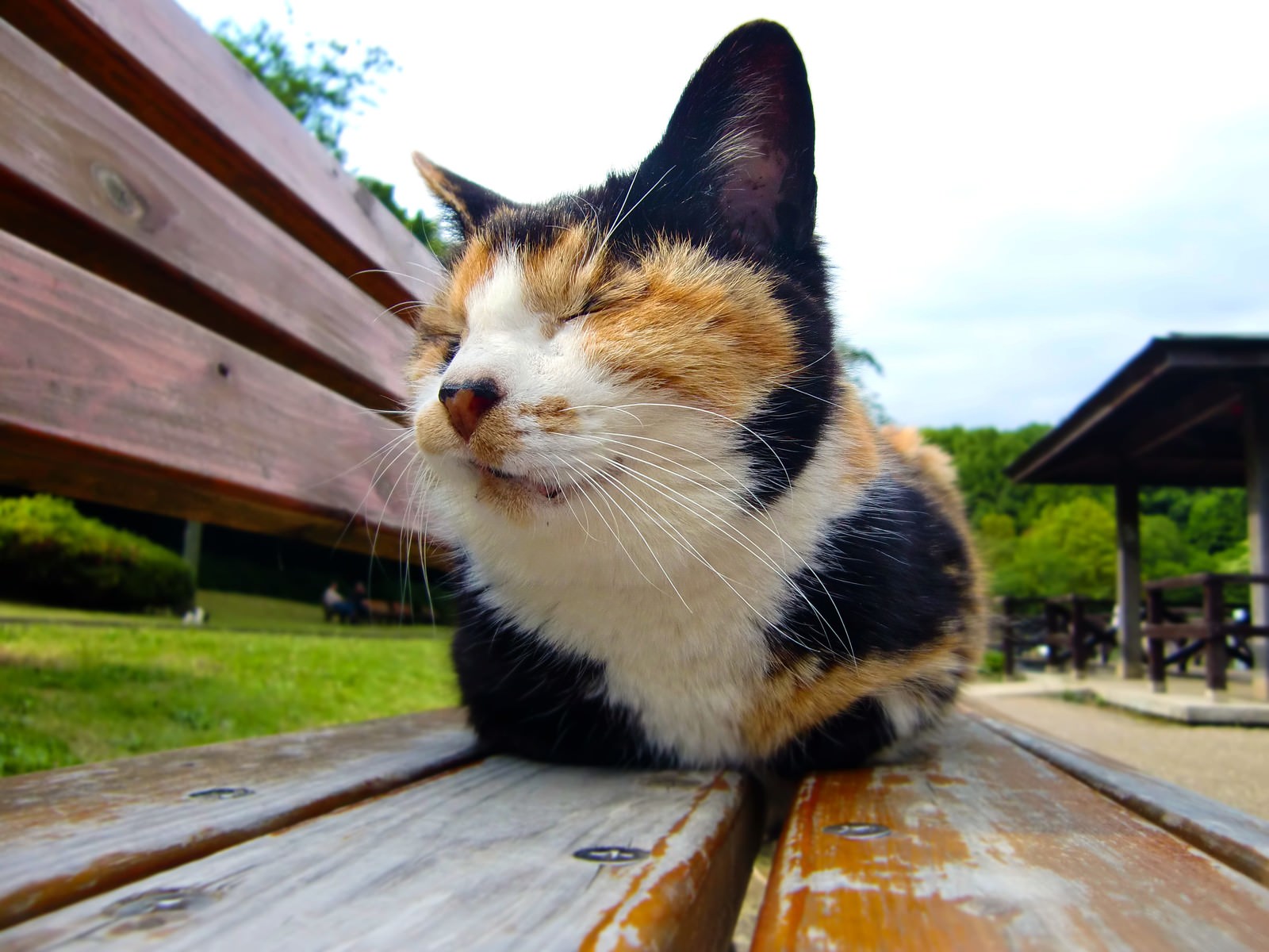 木のベンチに座って目を細める三毛猫