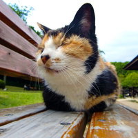 木のベンチに座る三毛猫（ブチ）の写真