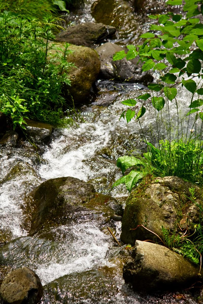 白い水しぶきを上げて流れる森の小川の清流