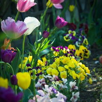 チューリップとパンジーが咲く春の花壇の写真
