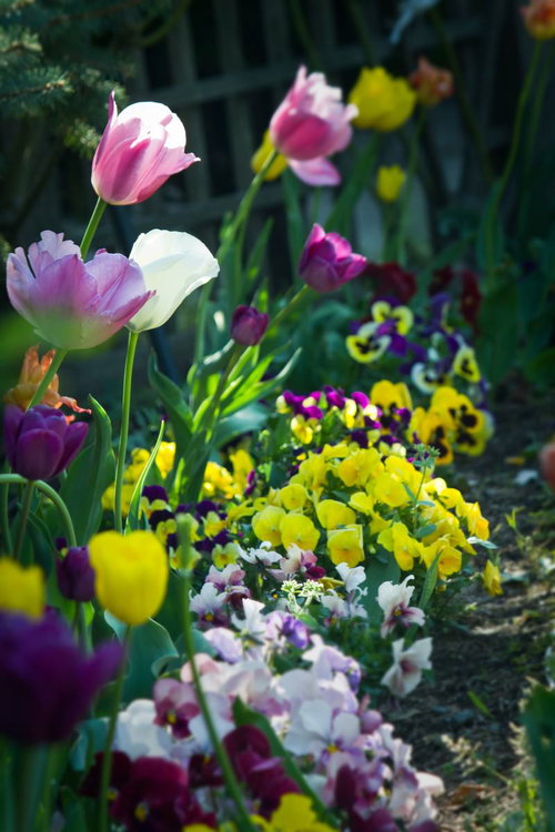 チューリップとパンジーが咲く春の花壇