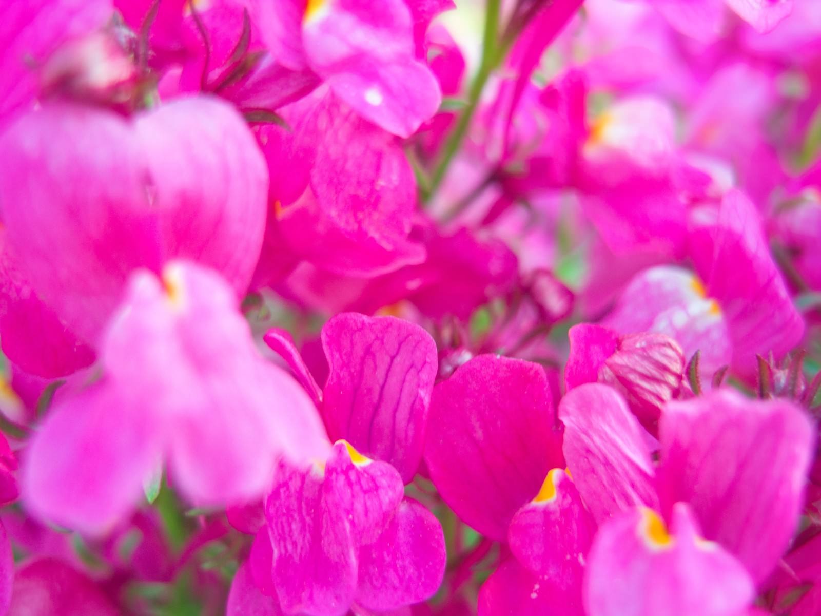 濃淡が美しいピンク色の花