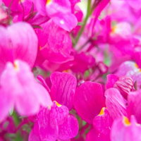 ピンク色の濃淡が特徴的なお花の写真