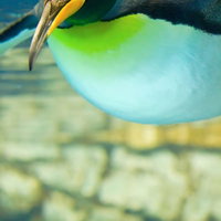 水族館で水中を泳ぐペンギンの写真