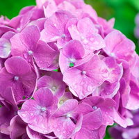 雨粒がついた丸いピンクの濡れた紫陽花の写真