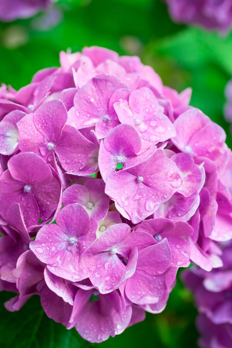 雨粒がついたピンクの紫陽花