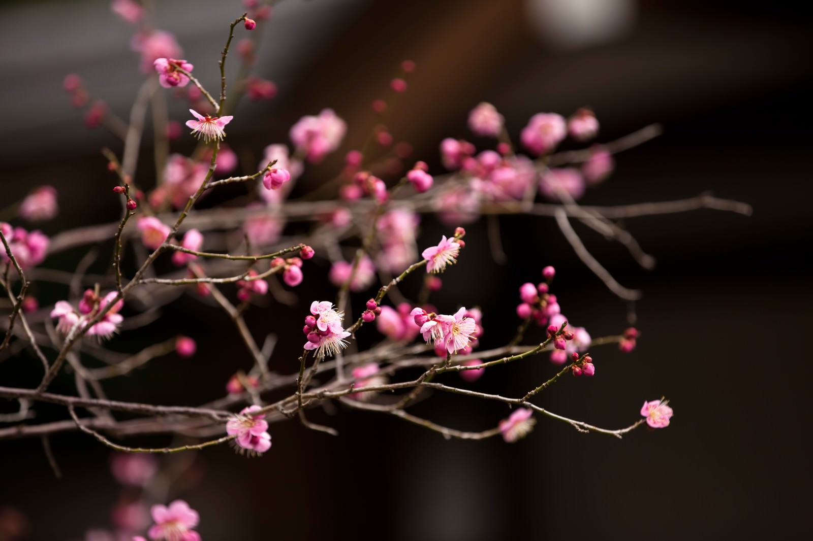 細い枝に咲くピンク色の梅の花