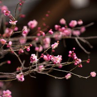 細い枝に咲くピンク色の梅の花の写真