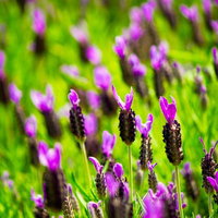 緑の草原に咲くラベンダーのつぼみの写真