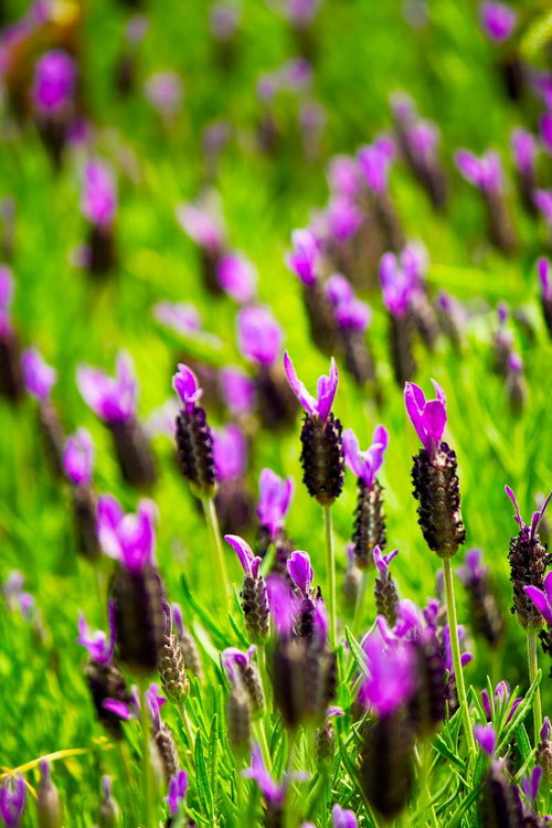 緑の草原に咲くラベンダーのつぼみ