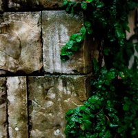 苔と緑の蔓が絡む古い石壁を這うツタの写真