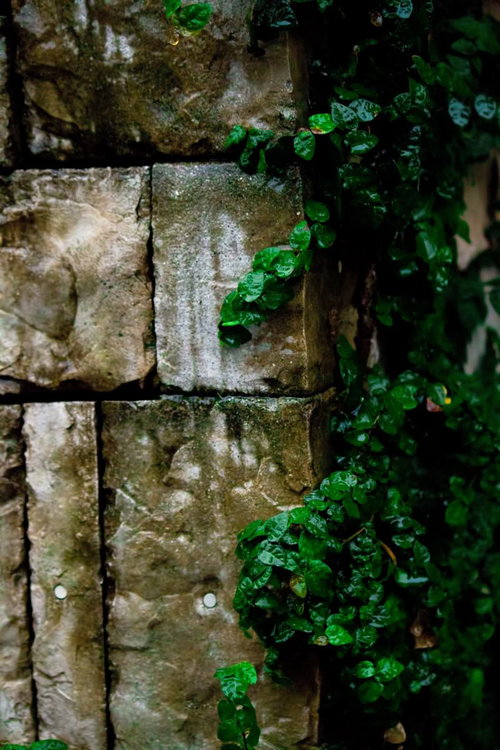 苔と緑の蔓が絡む古い石壁を這うツタ