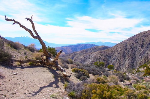 ジョシュア・ツリー国立公園の枯れ木と山