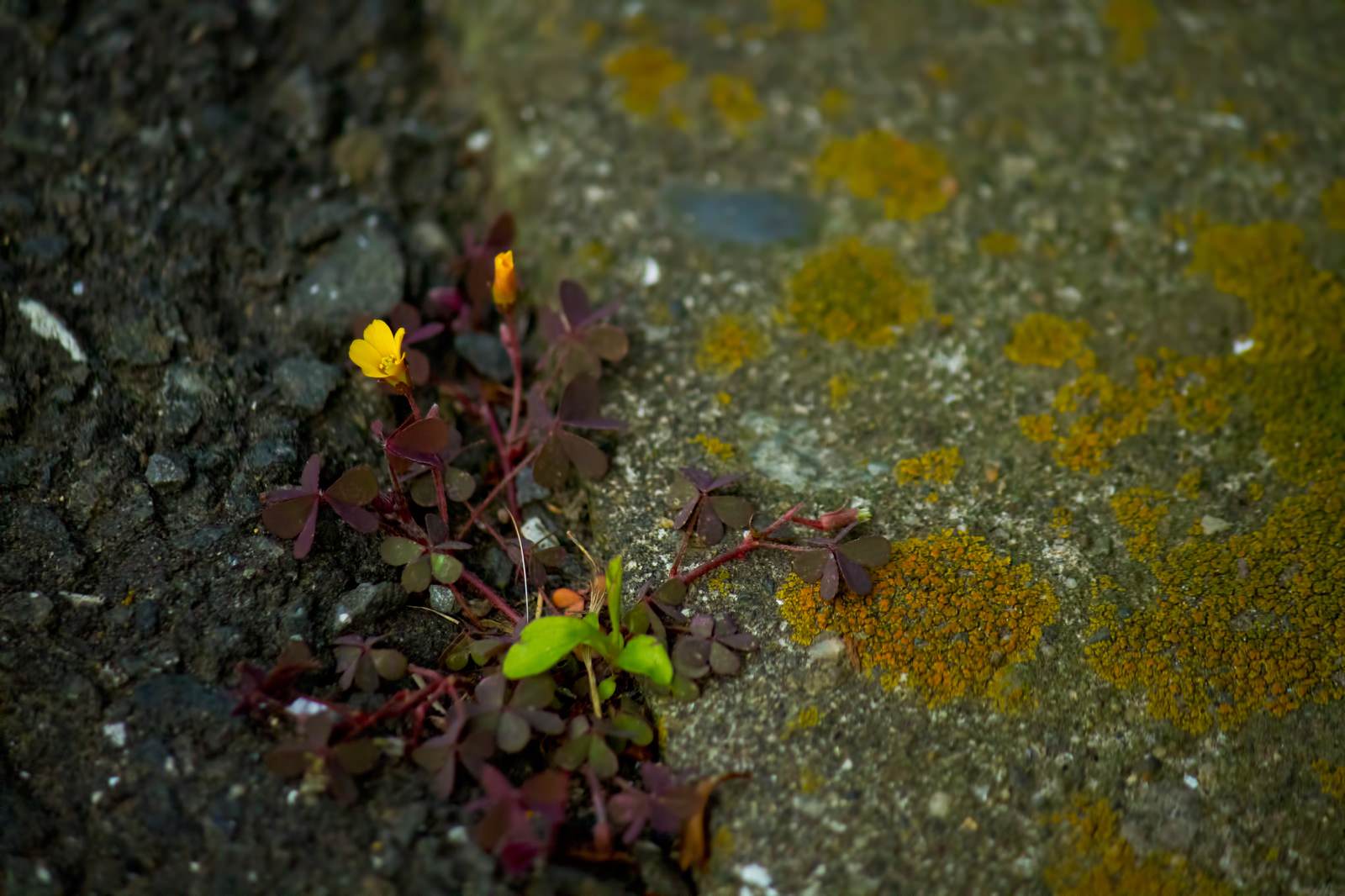 アスファルトから生える雑草と花