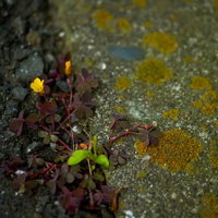 アスファルトから生える雑草と黄色い花の写真
