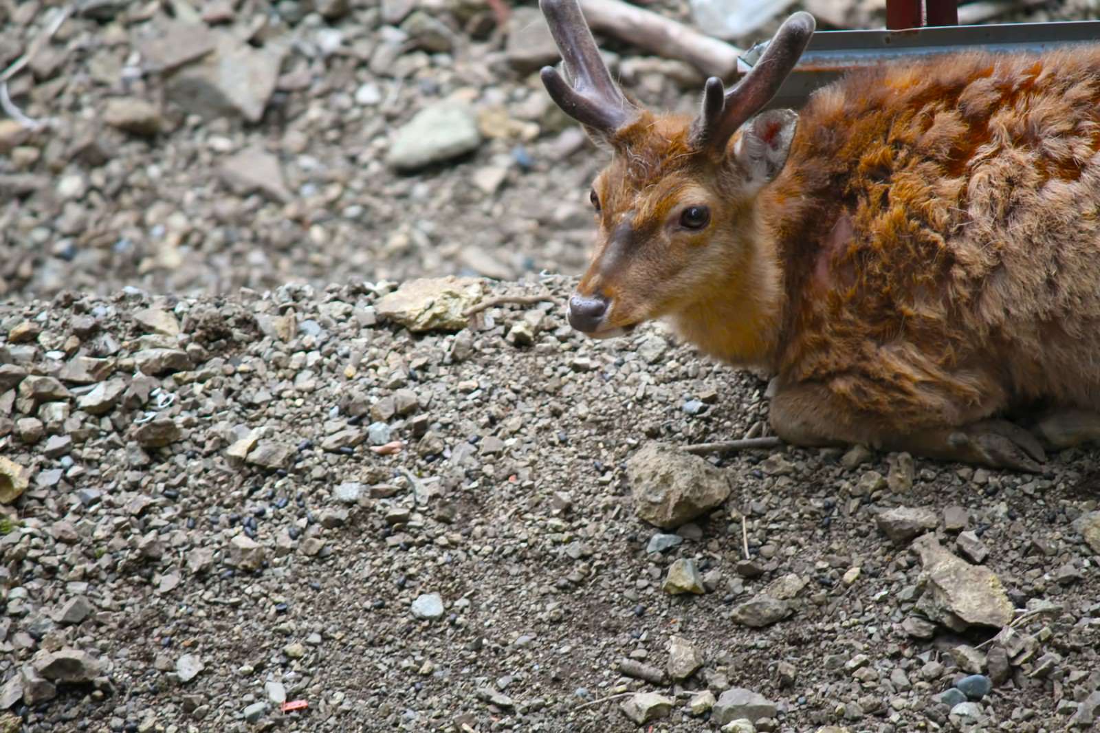 石の地面に座る寂しげな顔の角が生えた鹿