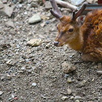 石の地面に座る寂しげな顔の角が生えた鹿の写真
