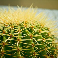 黄色いトゲが放射状に並ぶ丸いサボテンの写真