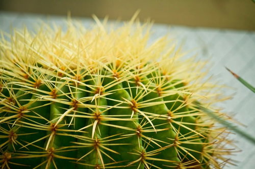 黄色いトゲが放射状に並ぶ丸いサボテン