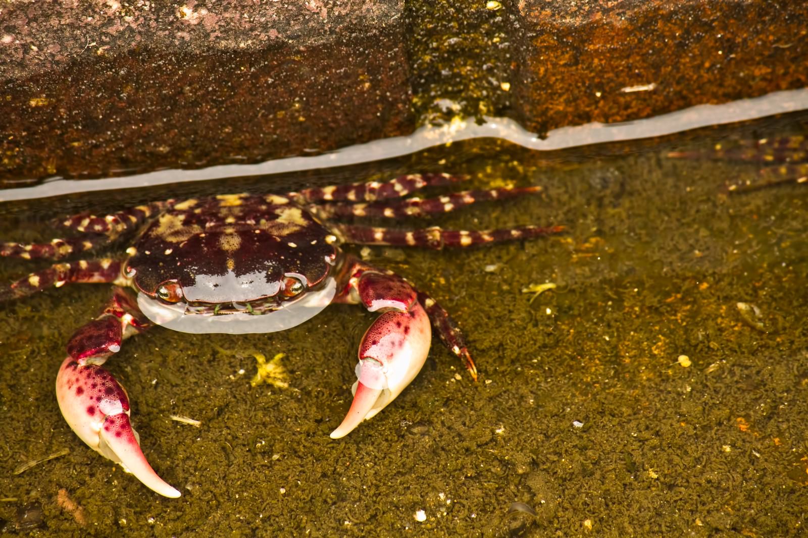 濡れた地面を歩く縞模様のサワガニ