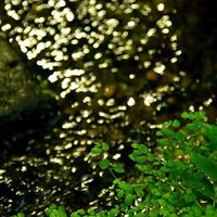 光の粒が映る小川のせせらぎと水草の写真