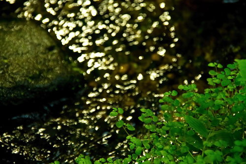 光の粒が映る小川のせせらぎと水草