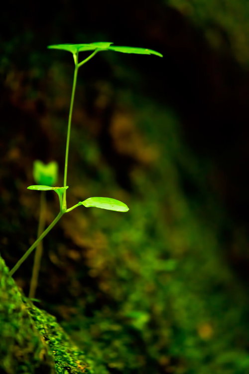 岩場に生える新芽の若葉