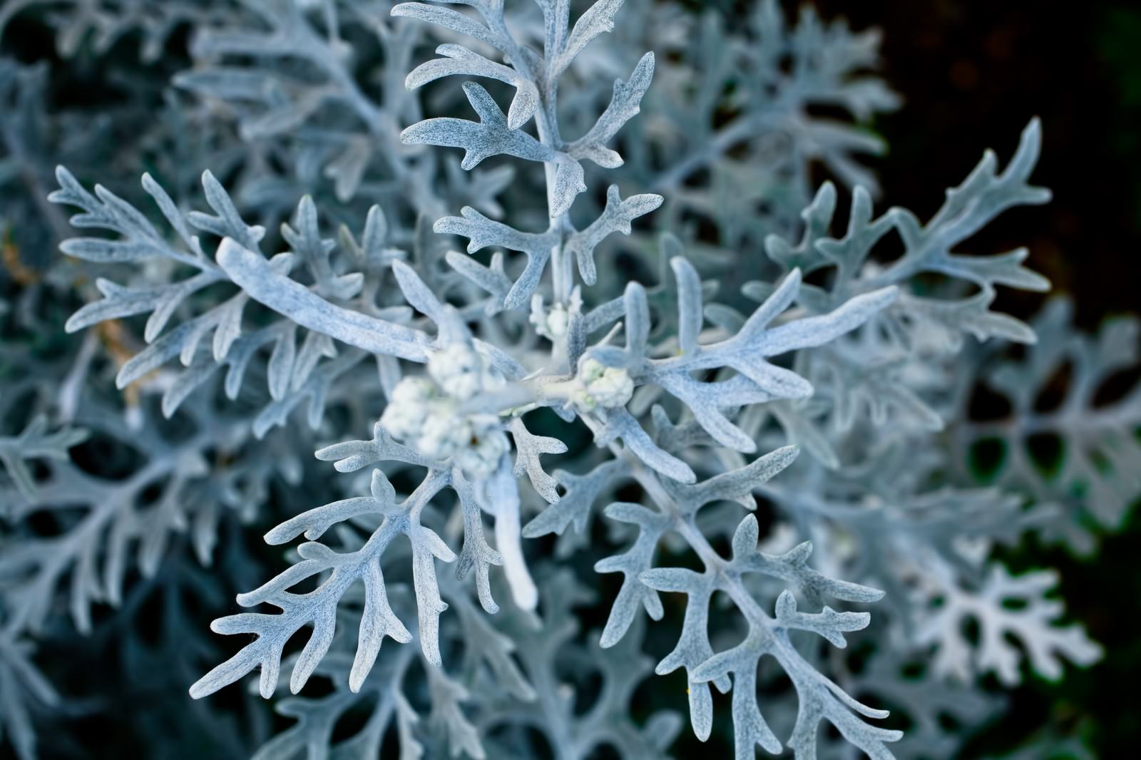 銀色の粉を吹いたシロタエギクの葉